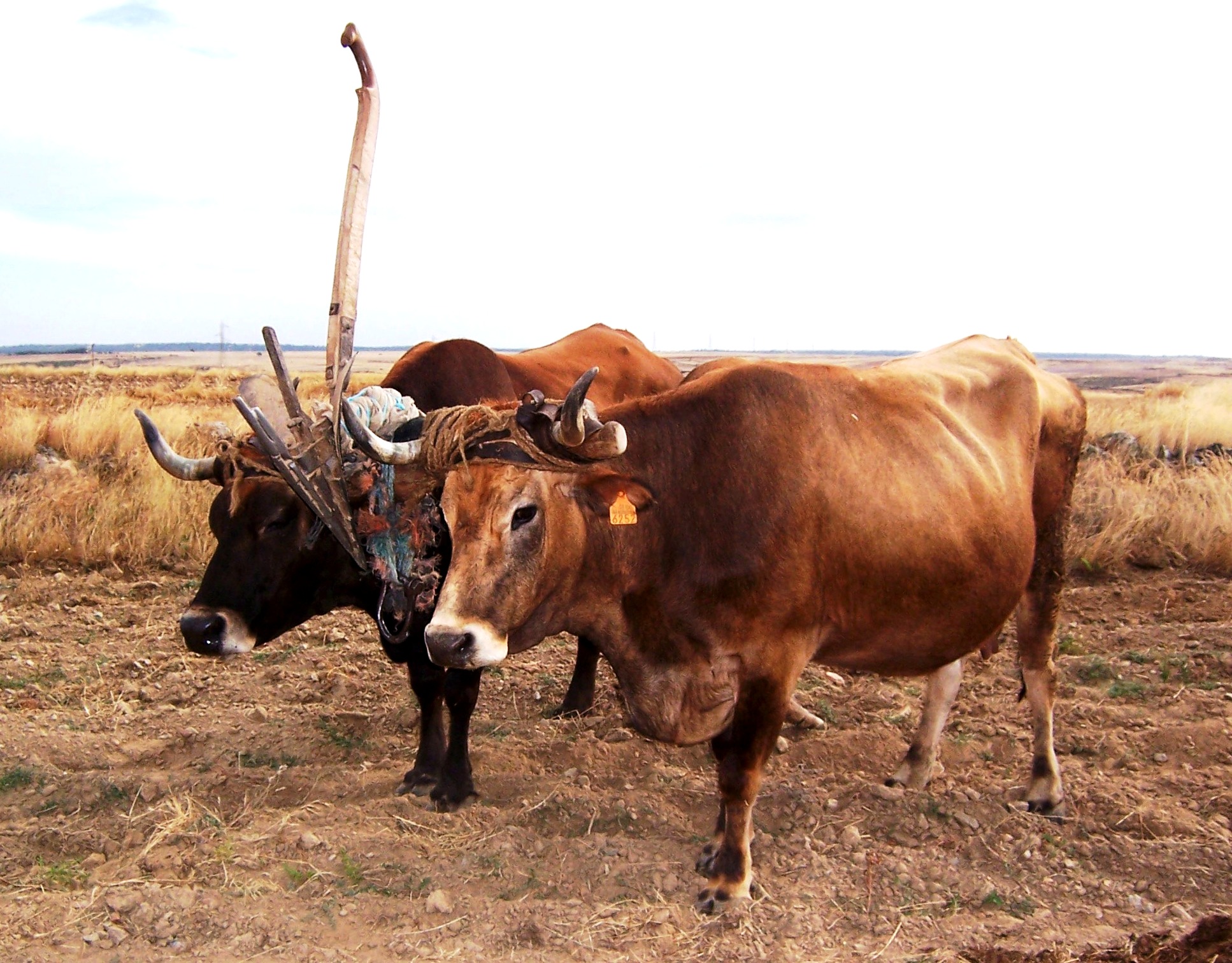 Raza bovina ALISTANASANABRESA